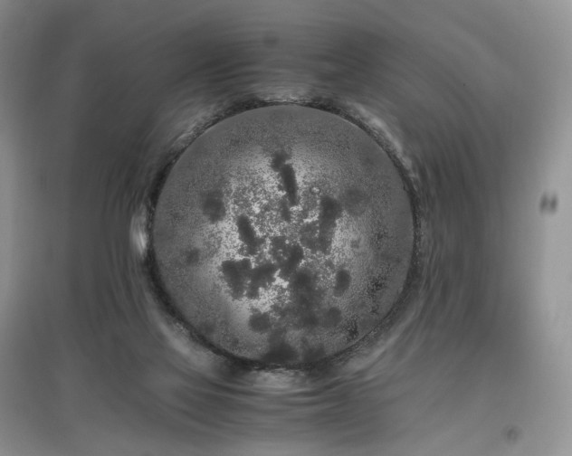 X0000097640069200803071601