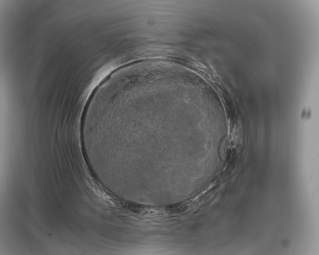 X0000097640099200803071601