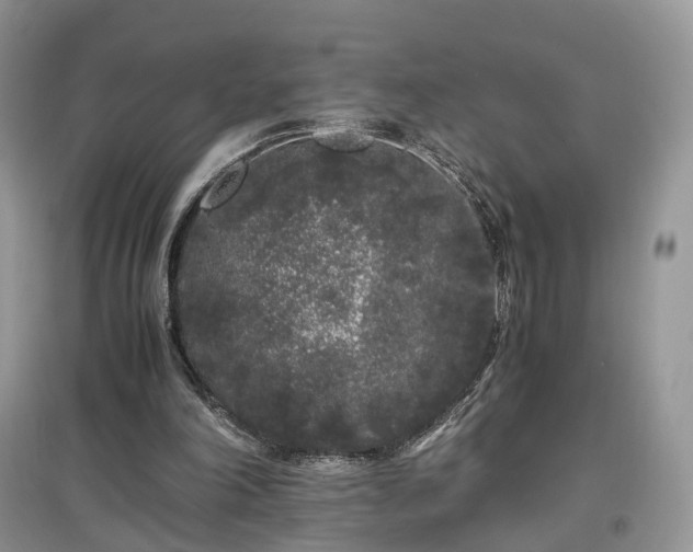 X0000097640198200803071600