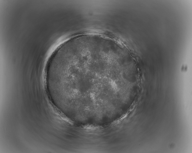 X0000097640343200803071558