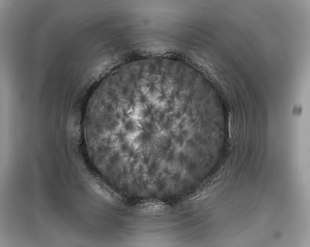X0000097640642200803071554