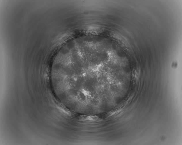 X0000097640663200803071554