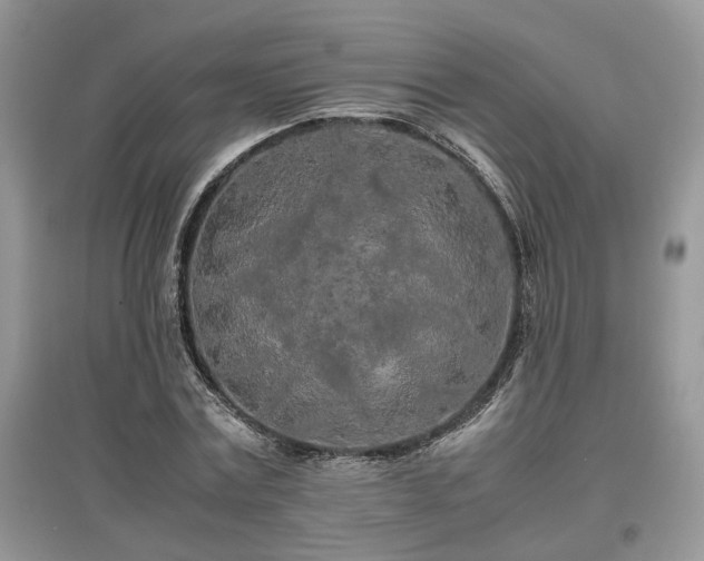 X0000097640779200803071552