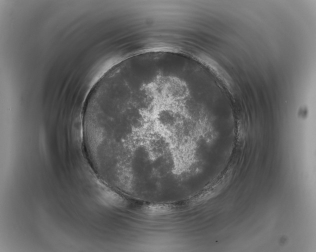 X0000097641274200803071545