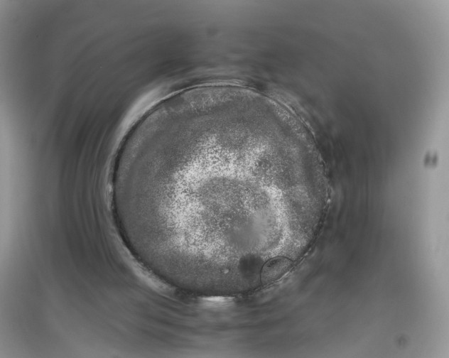 X0000097640053200803142056