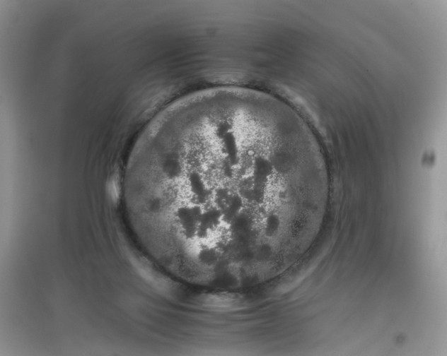 X0000097640069200803142056