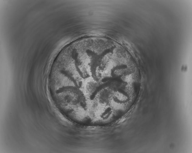 X0000097640145200803142054