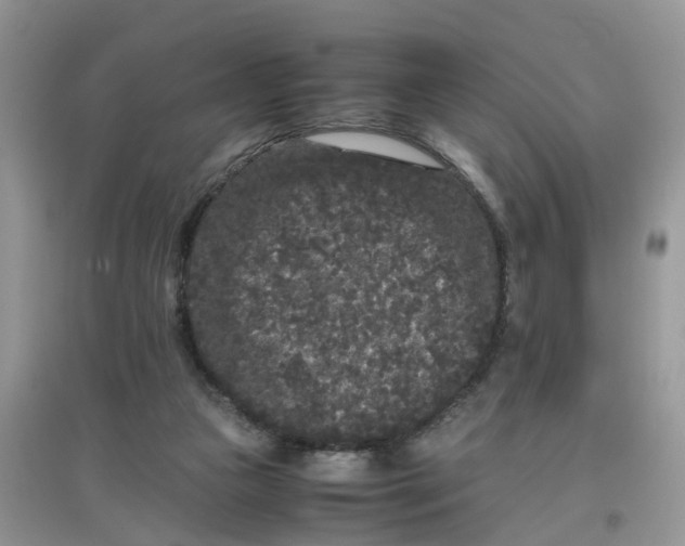 X0000097640161200803142055