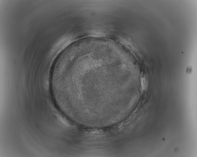 X0000097640243200803142053