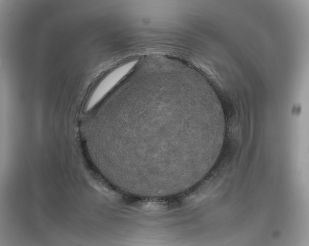 X0000097640303200803142053