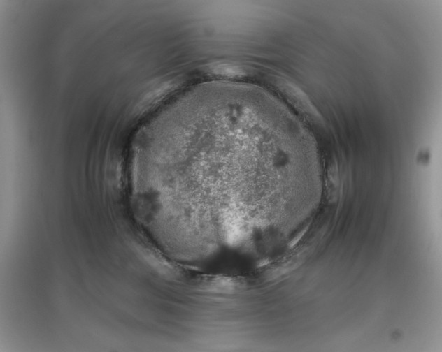 X0000097640330200803142052