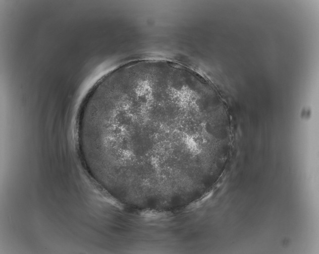 X0000097640343200803142052