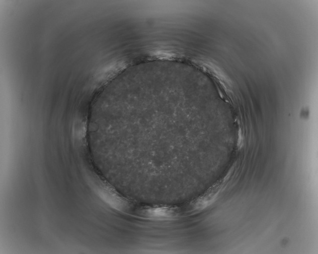 X0000097640365200803142052