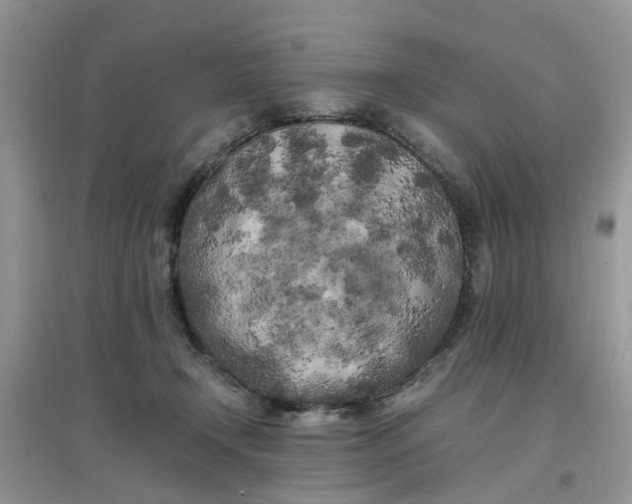 X0000097640366200803142052