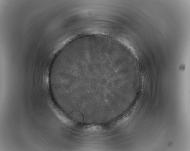 X0000097640398200803142051