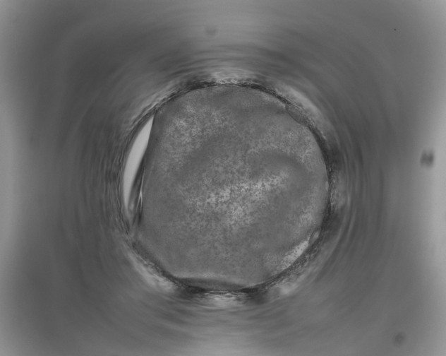 X0000097640405200803142051