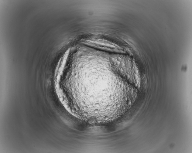 X0000097640499200803142050