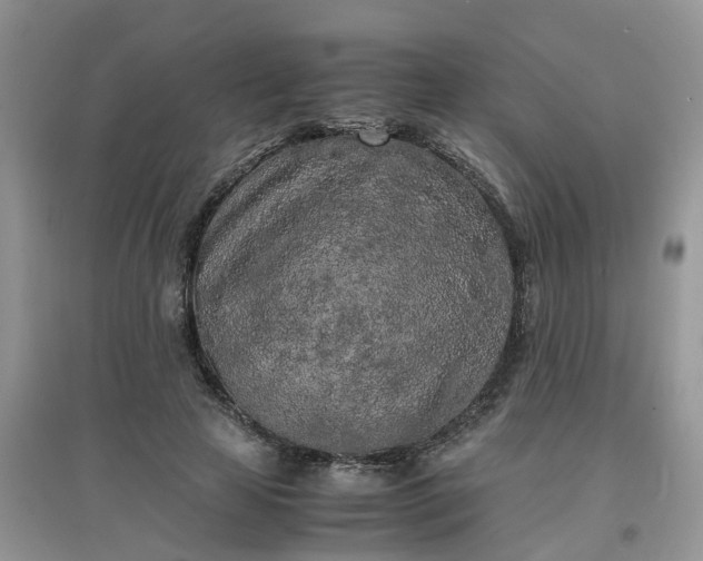 X0000097640641200803142048