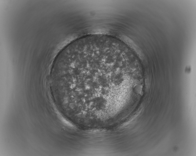 X0000097640721200803142046