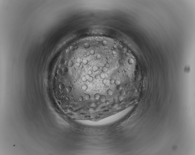 X0000097640722200803142046