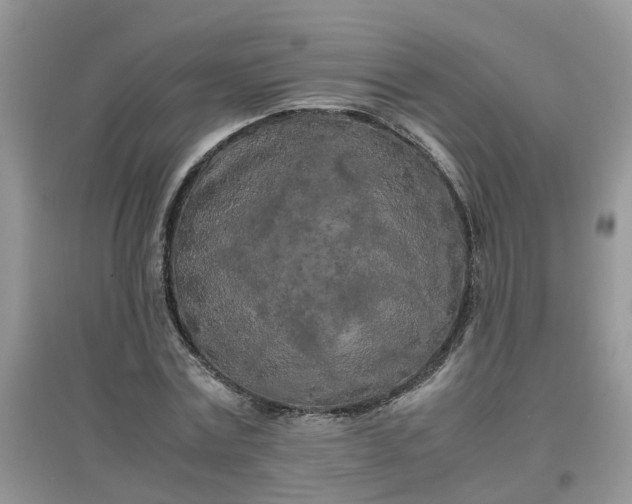 X0000097640779200803142046