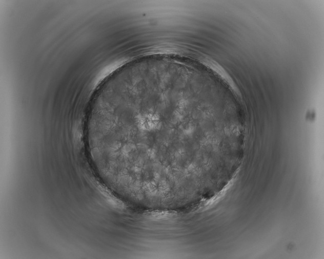 X0000097640826200803142045