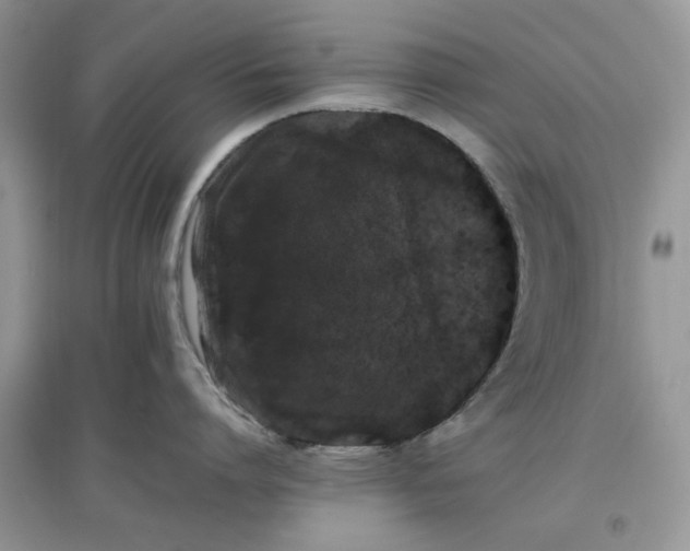 X0000097640864200803142045