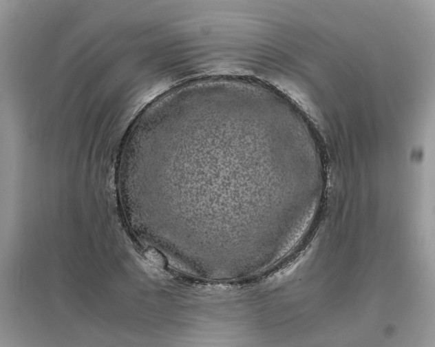 X0000097640881200803142044