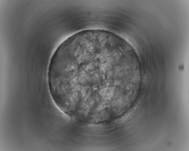 X0000097640943200803142043