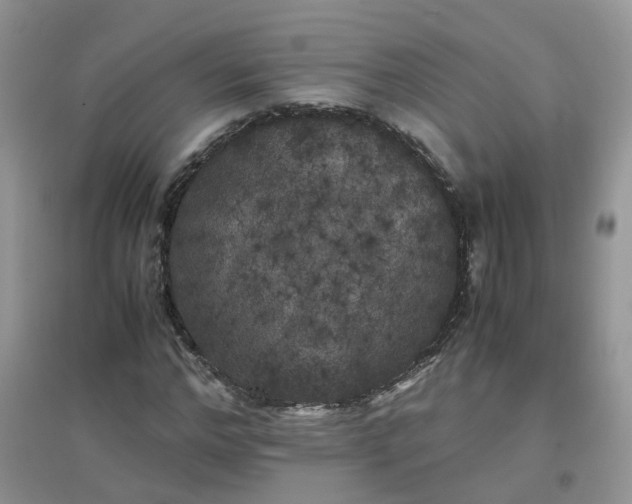 X0000097640968200803142043