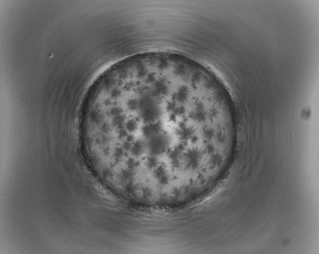 X0000097640975200803142043