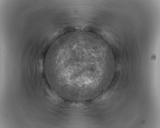 X0000097641106200803142040