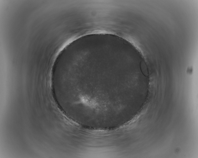 X0000097641173200803142040