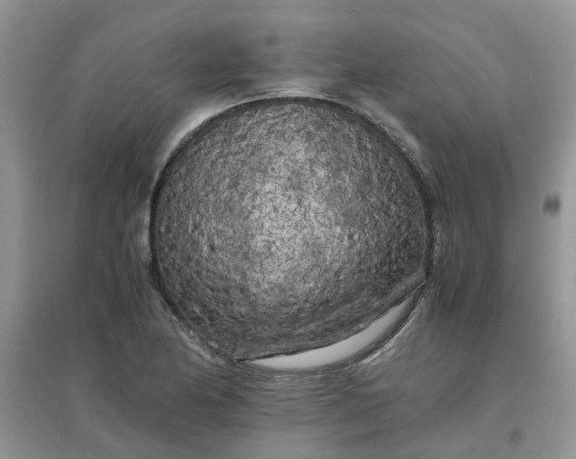 X0000097641174200803142040