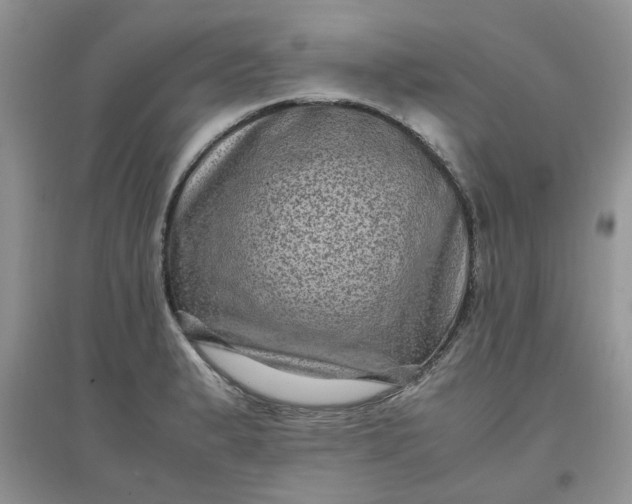 X0000097641183200803142040