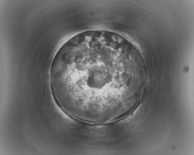 X0000097641239200803142039