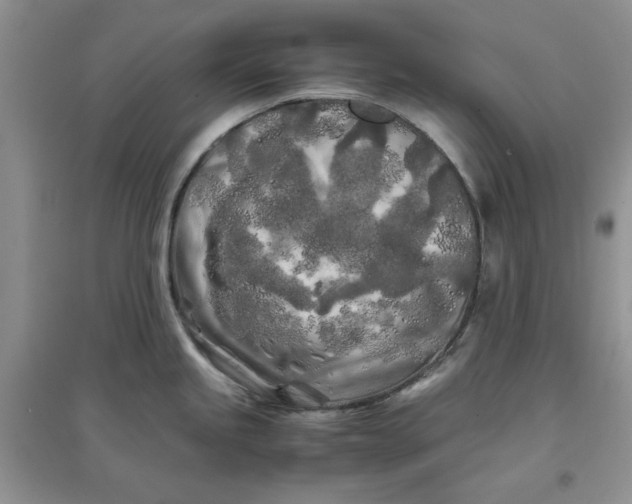 X0000097641245200803142039