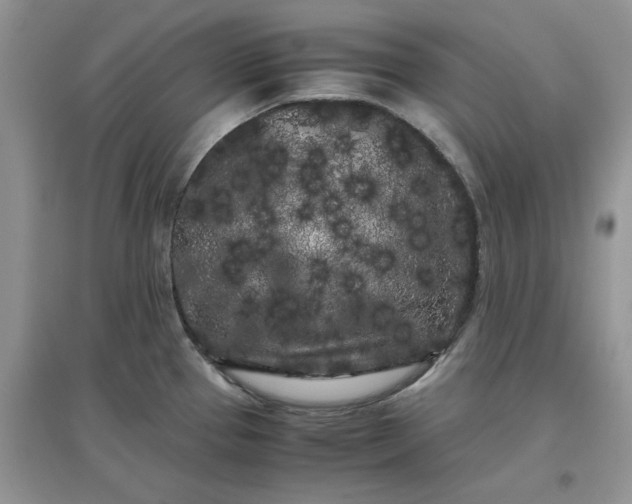 X0000097641337200803142038