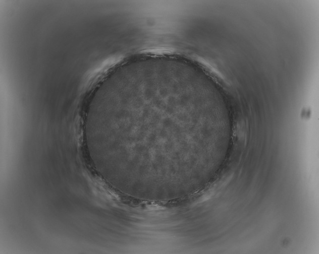 X0000097641398200803142036