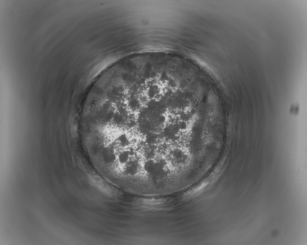 X0000097641401200803142036