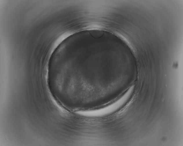 X0000097641418200803142036