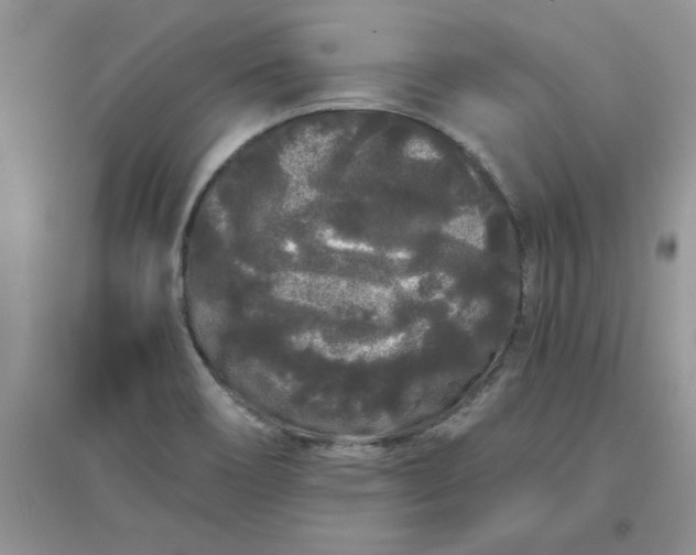 X0000097641466200803142035