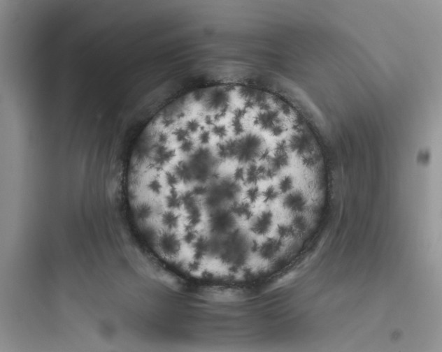 X0000097640073200803211842