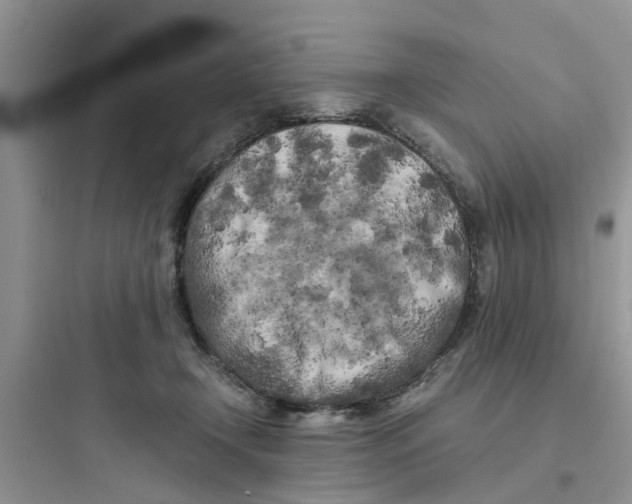 X0000097640366200803211837