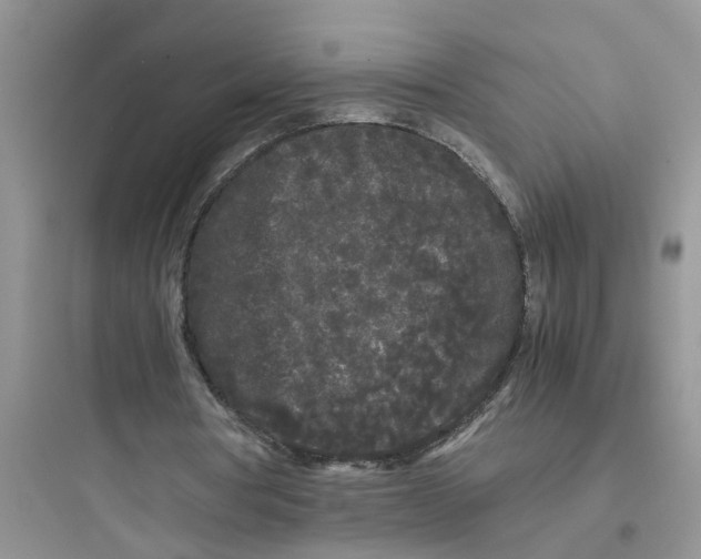 X0000097640386200803211837