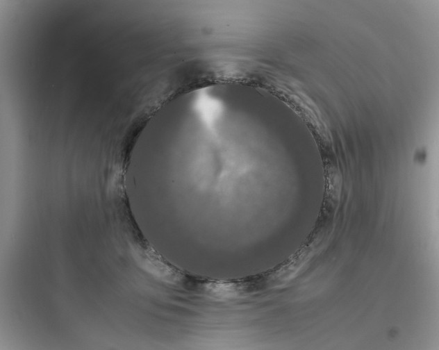 X0000097640419200803211836