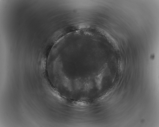 X0000097640475200803211836