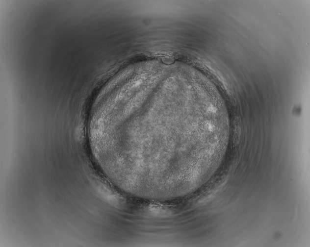 X0000097640641200803211833