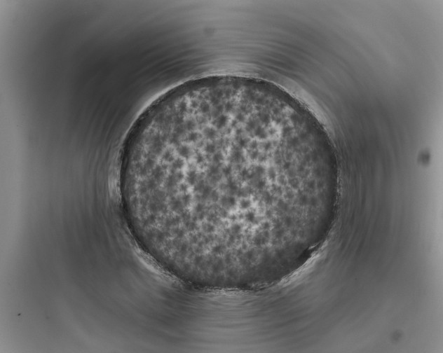 X0000097640830200803211830