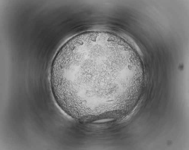 X0000097640855200803211831